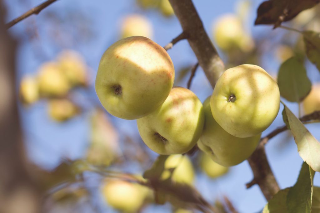 granny smith apples